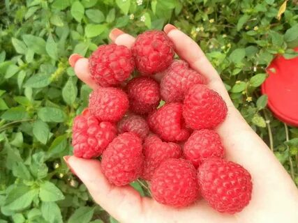 Сорт малины для сибири отзывы