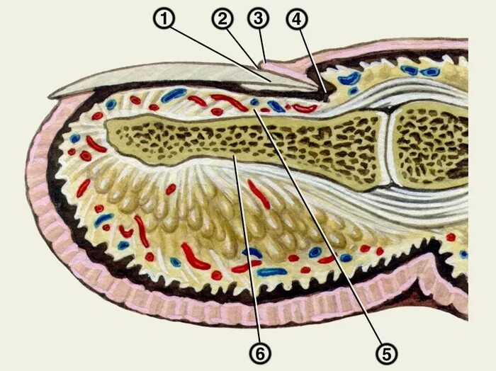 ногтевая пластина строение гистология. анатомическое строение пальца. синовиальные влагалища сухожилий. фасциальные ложа кисти схема. мезотенон.