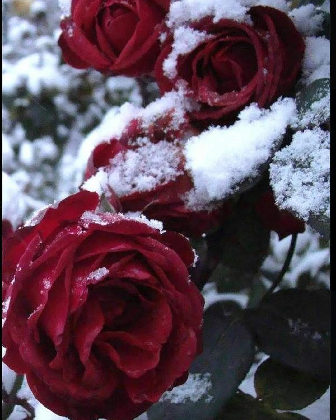 Красные цветы зимние розы