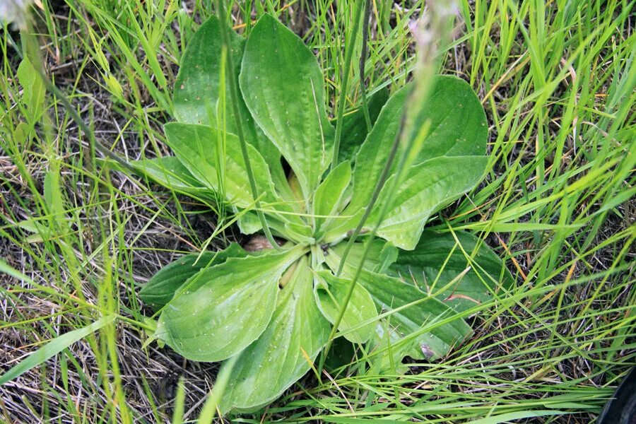 Простые подорожники. Подорожник средний Plantago Media. Подорожник Крашенинникова. Подорожник Луговой. Подорожник оленерогий.