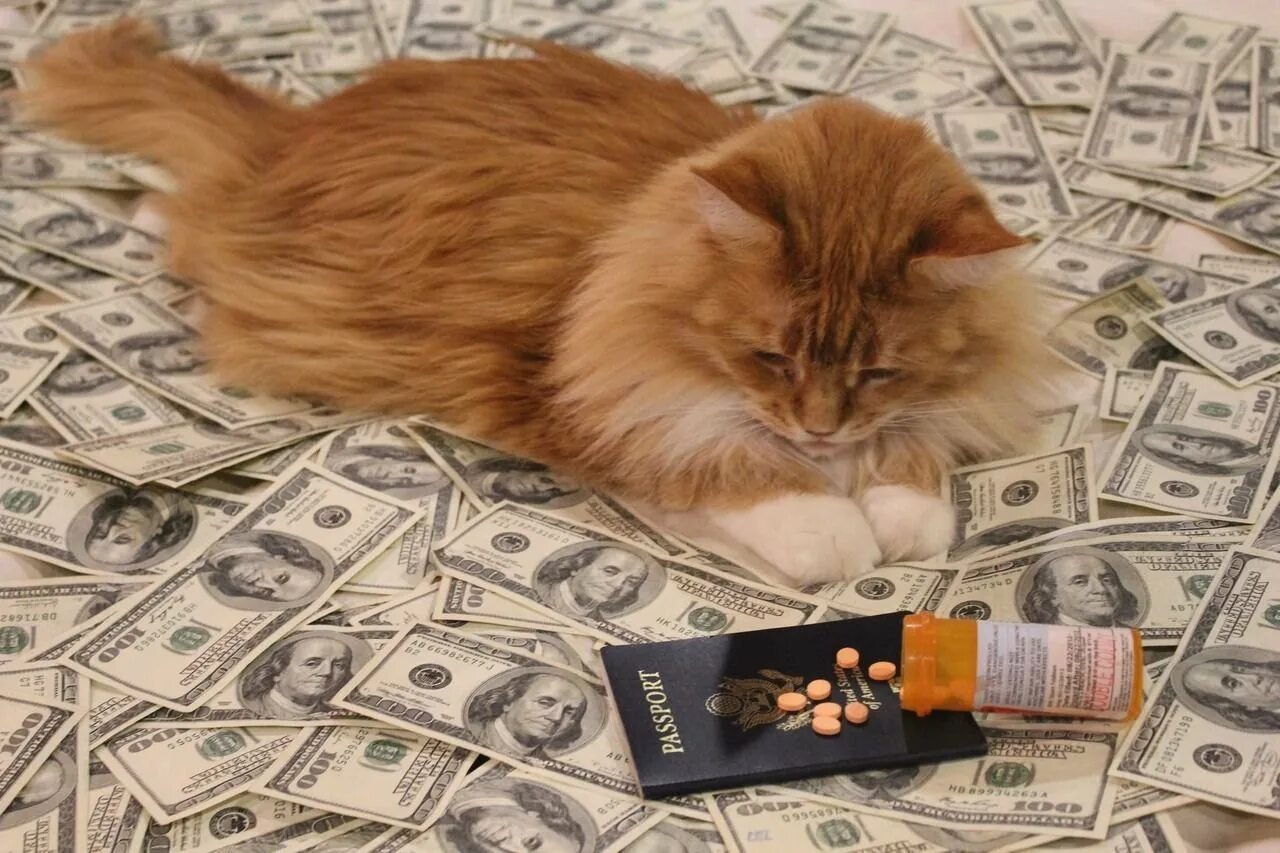 Где самые богатые животные. Денежный кот. Кошка с деньгами. Крутые коты. Рыжий кот с деньгами.