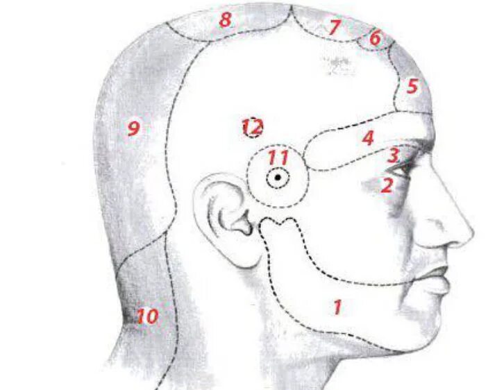 Печет затылок. Болит макушка головы. Головная боль локализация. Затылочная часть головы. Боль в теменной части головы.