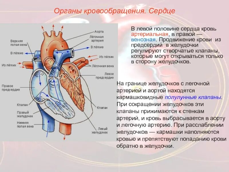 Между левым желудочком и аортой находится