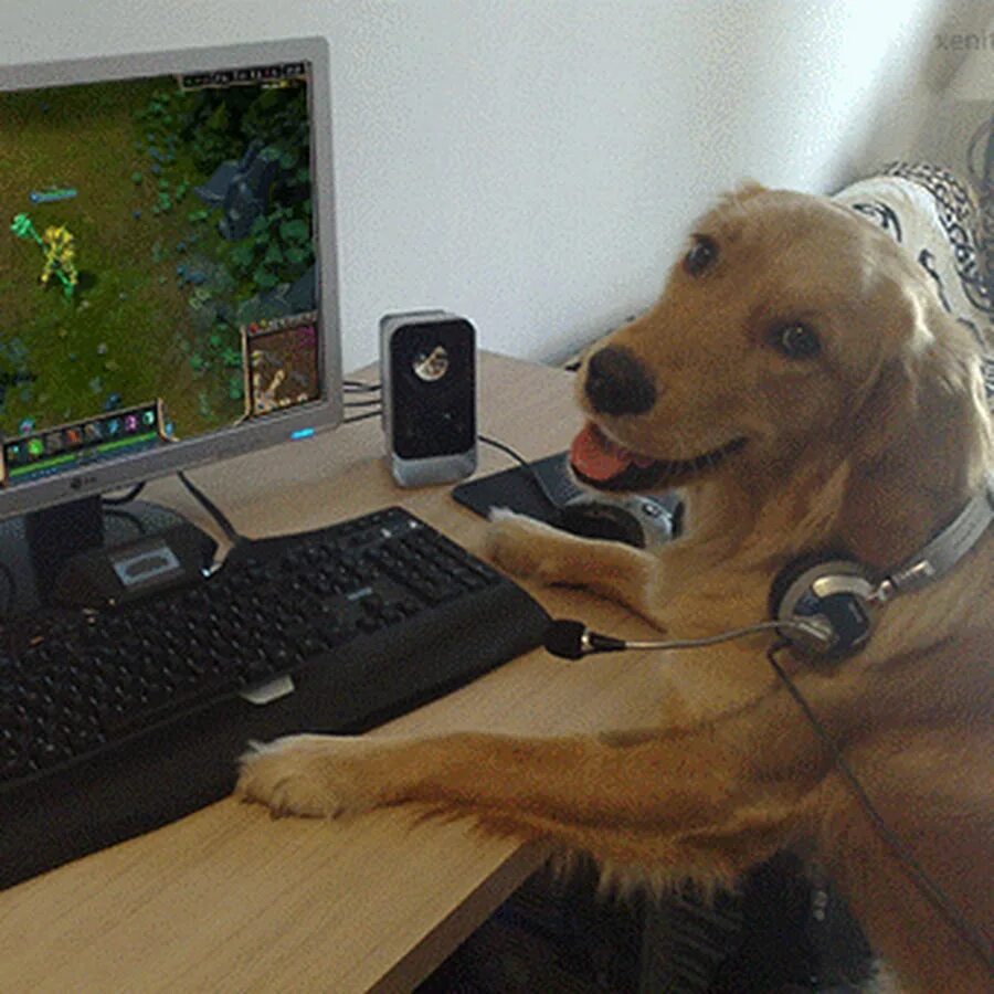 Собака quieres. Собака за компьютером. Сиба ину косплей. Собачка геймер. Собака за компьютером.