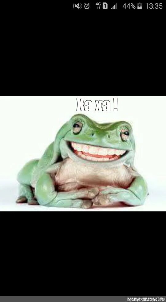 Пепе мемы. Мемы с лягушкой. Смешные лягушки. Мем лягушка ква ква. Лягушка пепе пират.