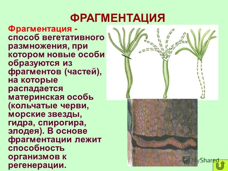 Технологии вегетативного размножения растений черенкование. Способы вегетативного размножения по биологии 6 класс. Способ размножения при котором дочерние. Почкование это кратко. Способ размножения почкование.