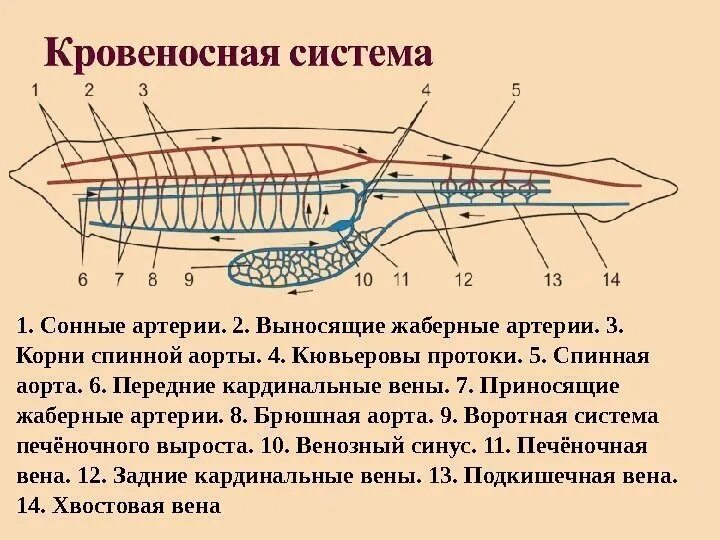 Схема кровеносной системы костистой рыбы. Круглоротые строение кровеносной системы. Кровеносная система круглоротых схема. Схема кровеносной системы акулы. Кровообращение ланцетника