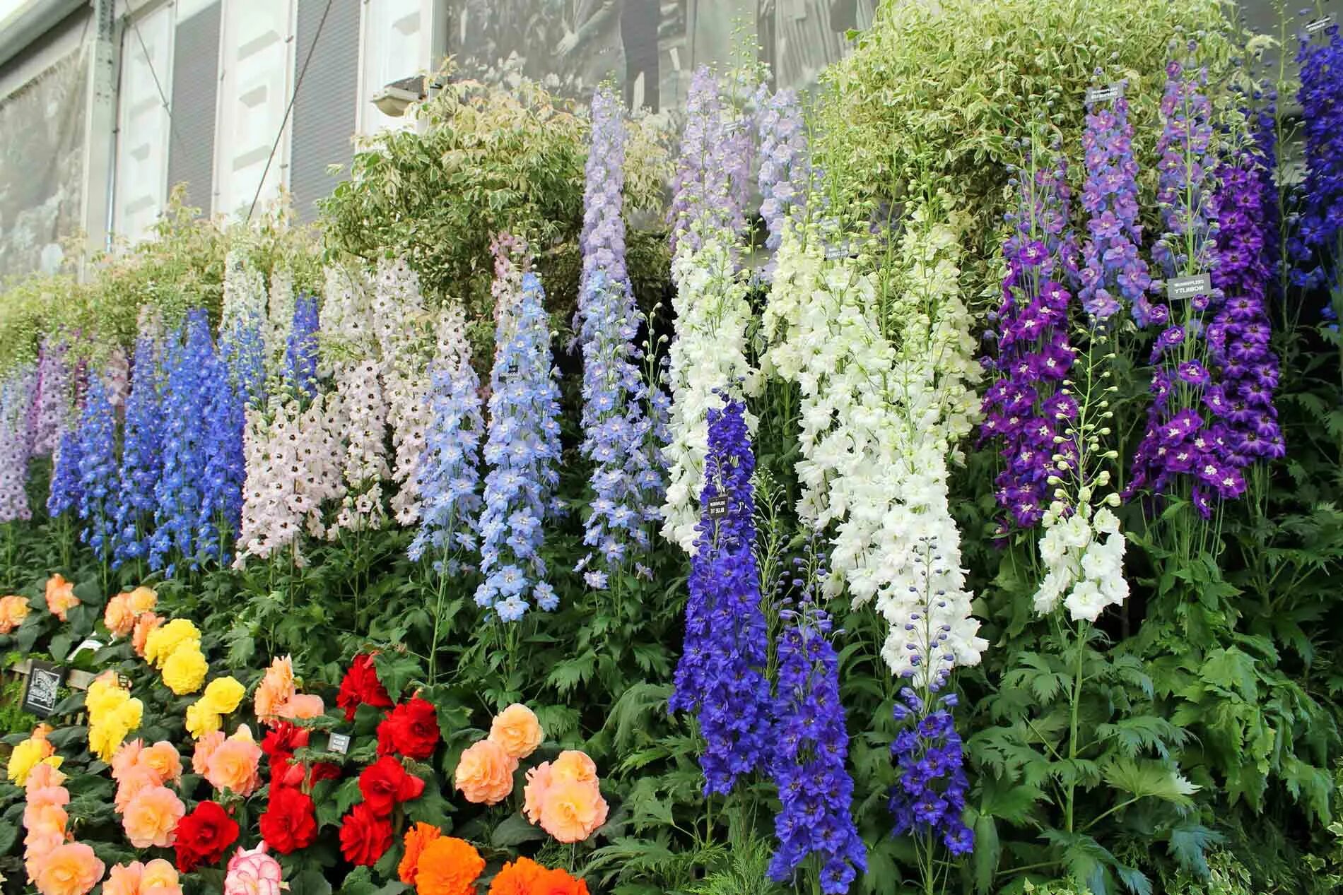 Кампанула (campanula). Люпин многолистный рассела. Левизия. Поздноцветущие многолетники. Примула мелкозубчатая кашмериана.