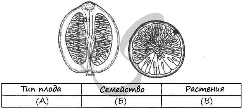 Тест ответами биология плод. Плоды ЕГЭ биология. Тип плодов рисунки ЕГЭ. Плод задания ЕГЭ. Типы плодов растений ЕГЭ.