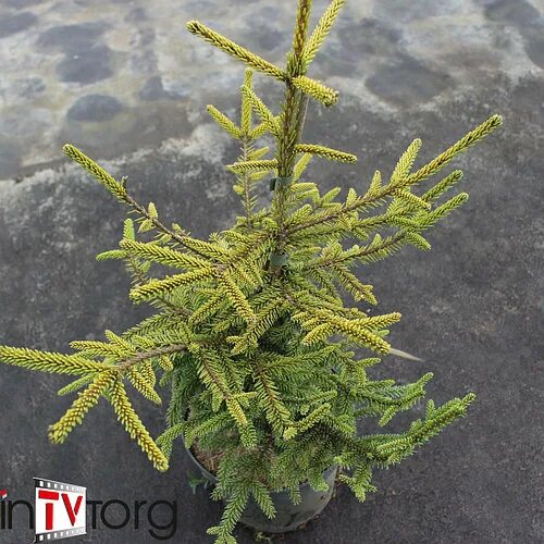 Ель восточная Скайлендс (Picea orientalis Skylands