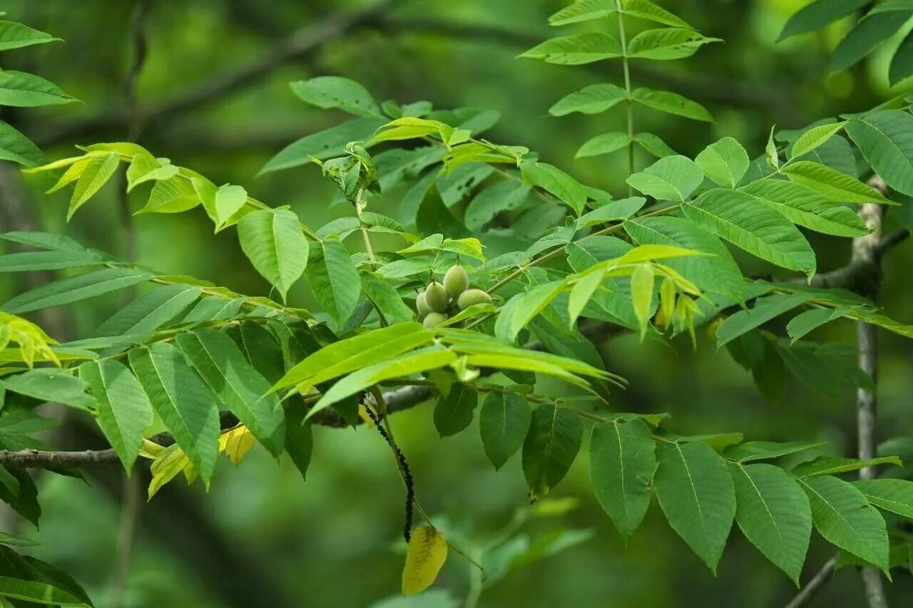 Pitomnik Dubcy, plant nursery, Moscow Region, Odintsovskiy Urban District, Dubts