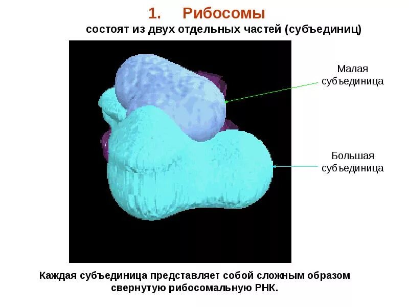 Рибосомы какой микроскоп. Рибосомы рисунок. строение рибосомы. рибосома состоит из двух субъединиц. рибосома состоит.