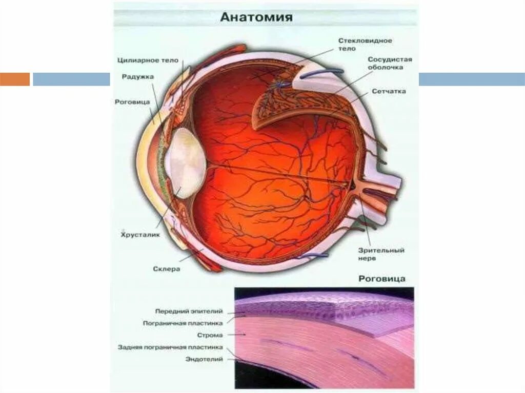 Анатомия глазного яблока офтальмология. Наружная оболочка глазного яблока. Полюса глазного яблока. Анатомия придаточного аппарата глаза. Цвет сосудистой оболочки глаза