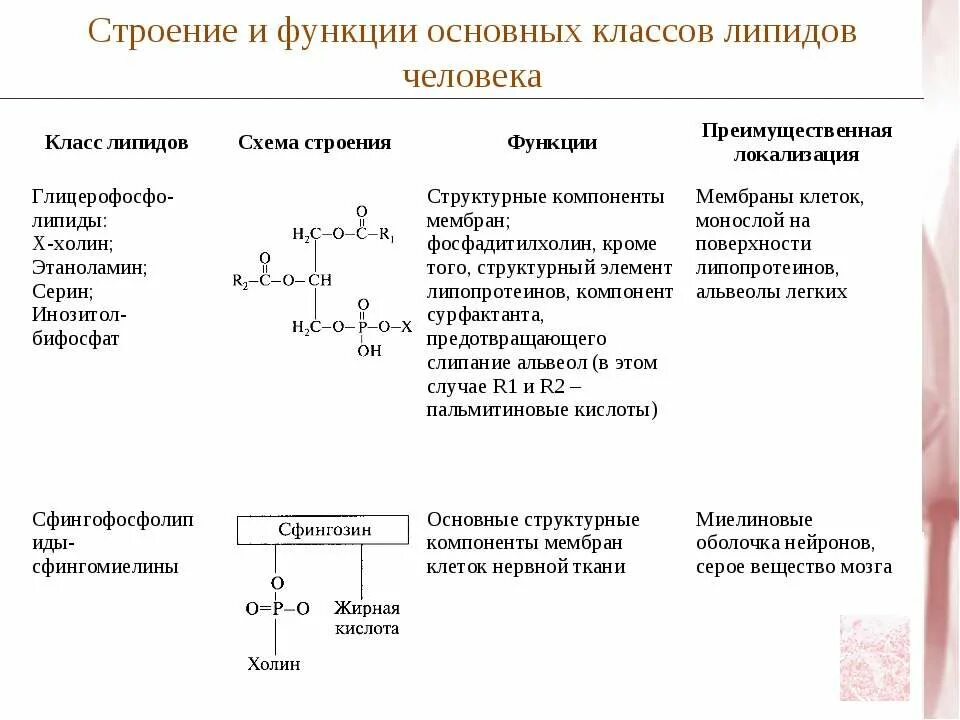 Общие функции липидов. Липиды строение и функции таблица 10 класс. Липиды их строение и функции. Функции и локализация в организме основных классов липидов. Липиды строение и функции таблица.