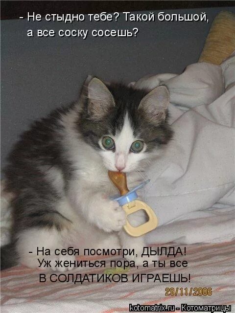 жениться вам барин. что сказать парню. смешные коты с соской. пора жениться. стыдно прикол.