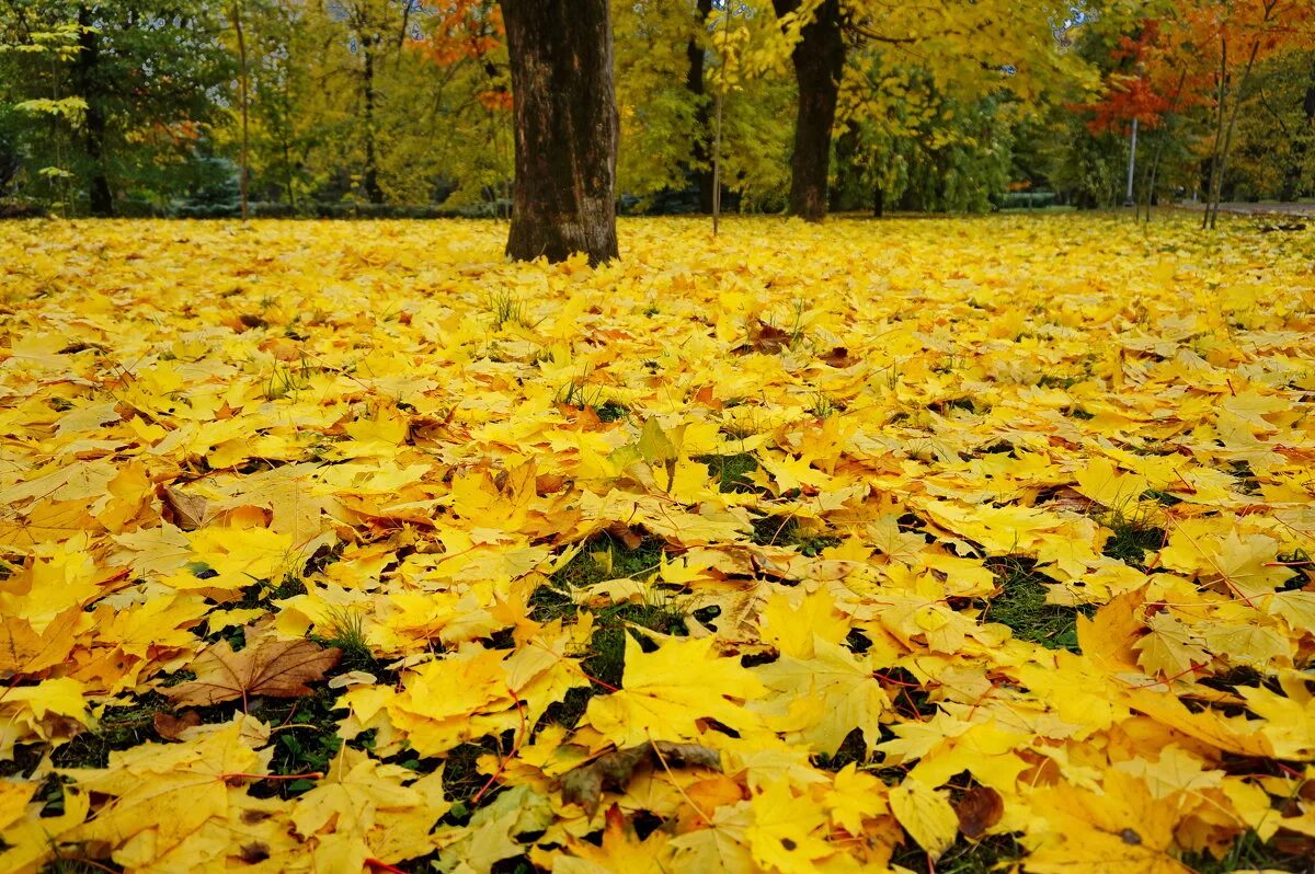Осенний ковер. Ковер из осенних листьев. Желтый лист. Листья на земле. Падают листья и устилают землю