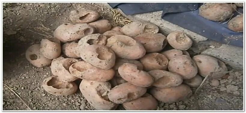 Edit free photo of Potatoes,soil,crop,fall,potatoes in the grass - needpix.com
