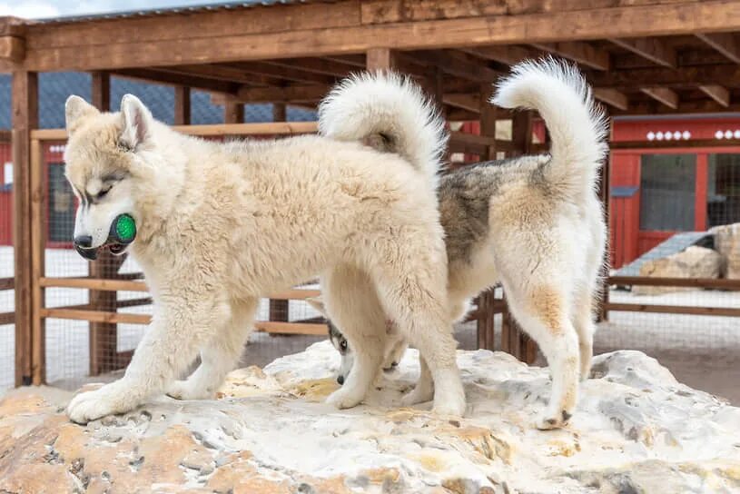 Парк альпак воронеж. Альпаки воронеж белый колодец. Ошка парк. Лайки парк. Ошка парк воронеж.