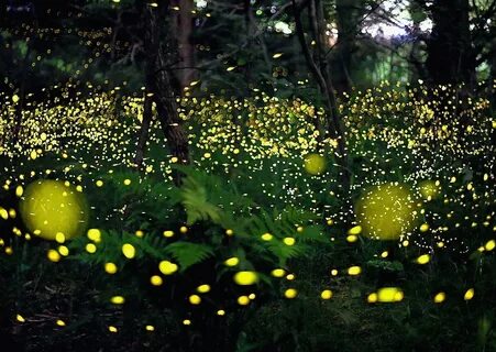 Fireflies ai