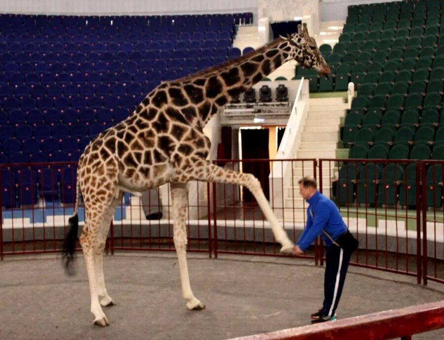 представления у животных и человека. цирковое представление 3 класс. представления у животных и человека. какое мышление у животных. представления у животных и человека.