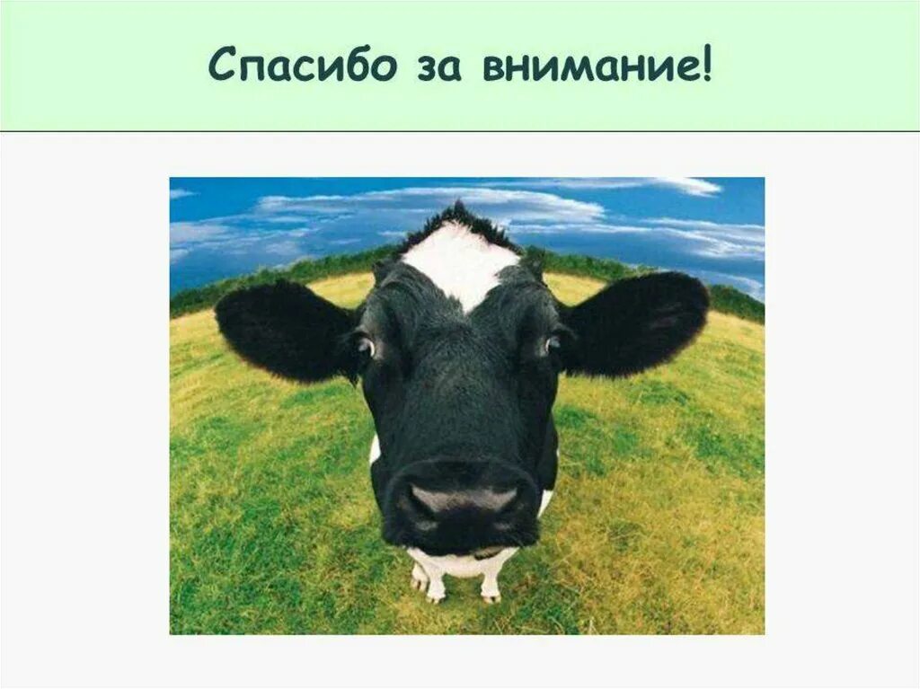 Спасибо за внимание корова. Спасибо за внимание сельское хозяйство. Корова для презентации. Спасибо за внимание животноводство.