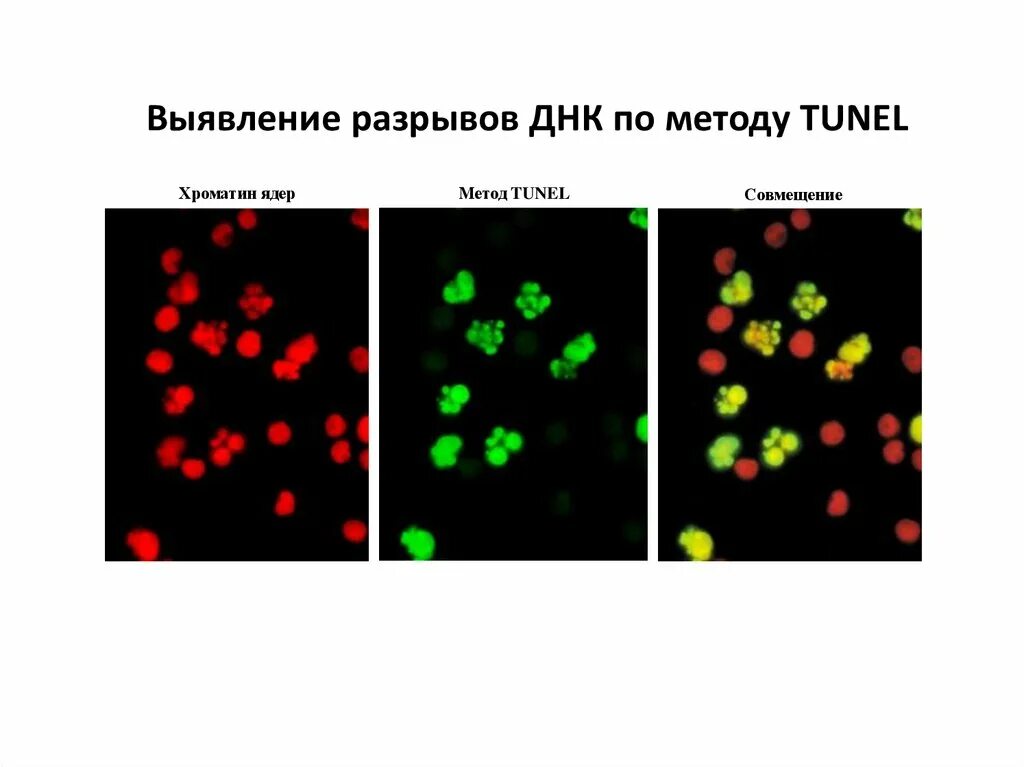 Днк методом tunel