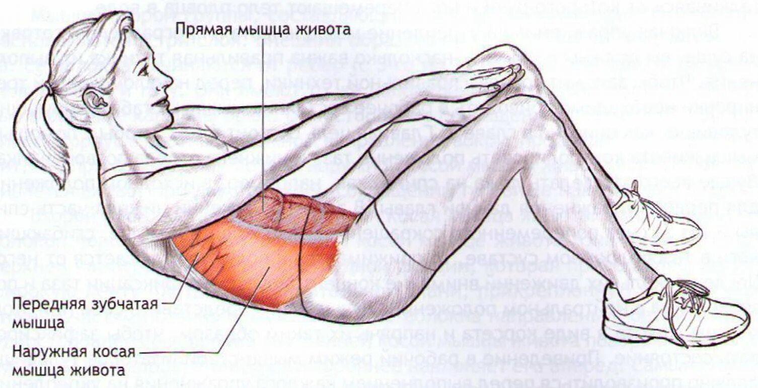 Подъем туловища. Скручивание на мышцы брюшного пресса. Упражнения на брюшной пресс. Упражнения для мышц живота. Упражнения на косую мышцу живота.