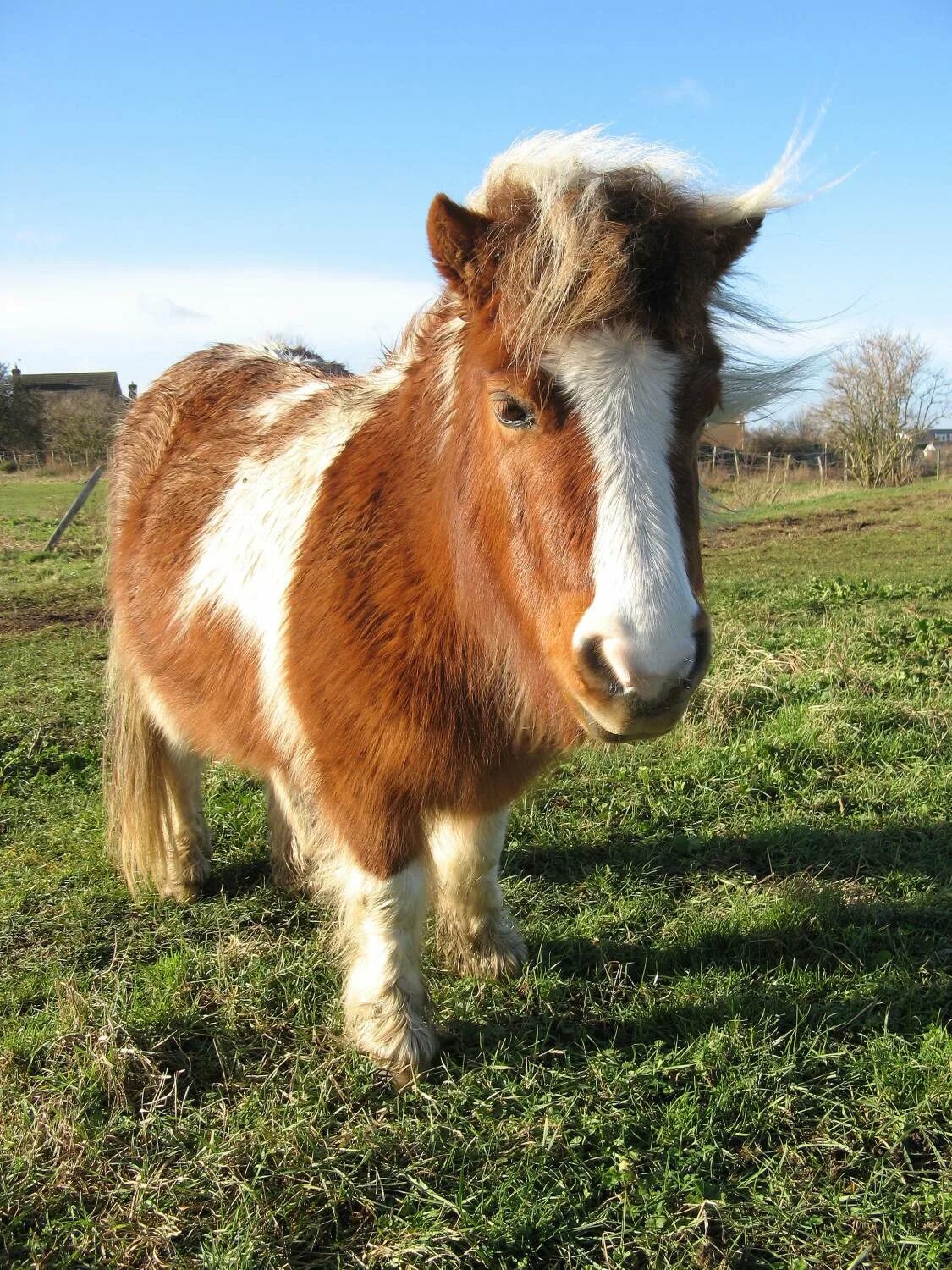 Шетлендский пони. Лошадь породы шетлендский пони. Пони шетлендской породы. Лошадь Шетландский пони. Фотографии pony