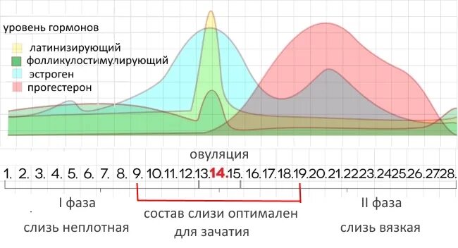 Выделения в период овуляции. Цикл менструационного цикла слизь. Грудь в зависимости от цикла. Слизь в зависимости от дня цикла. Цервикальная слизь в зависимости от цикла.