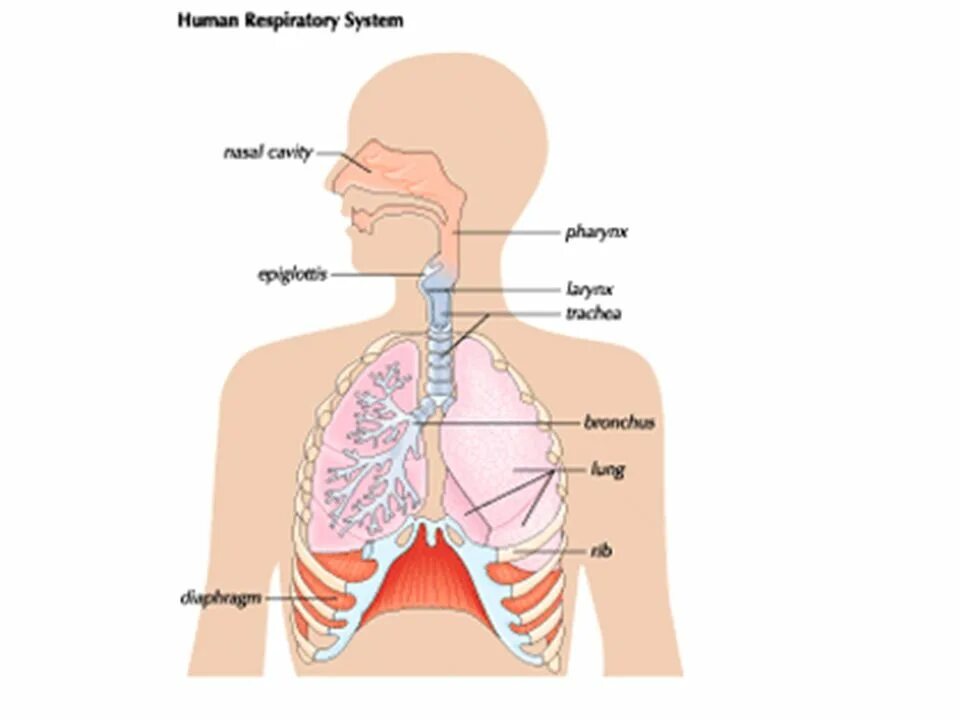 Замкнутая дыхательная система. Дыхательная система на английском. Дыхательная система Эстетика. What is the Respiratory System. Дыхательная система cosy.
