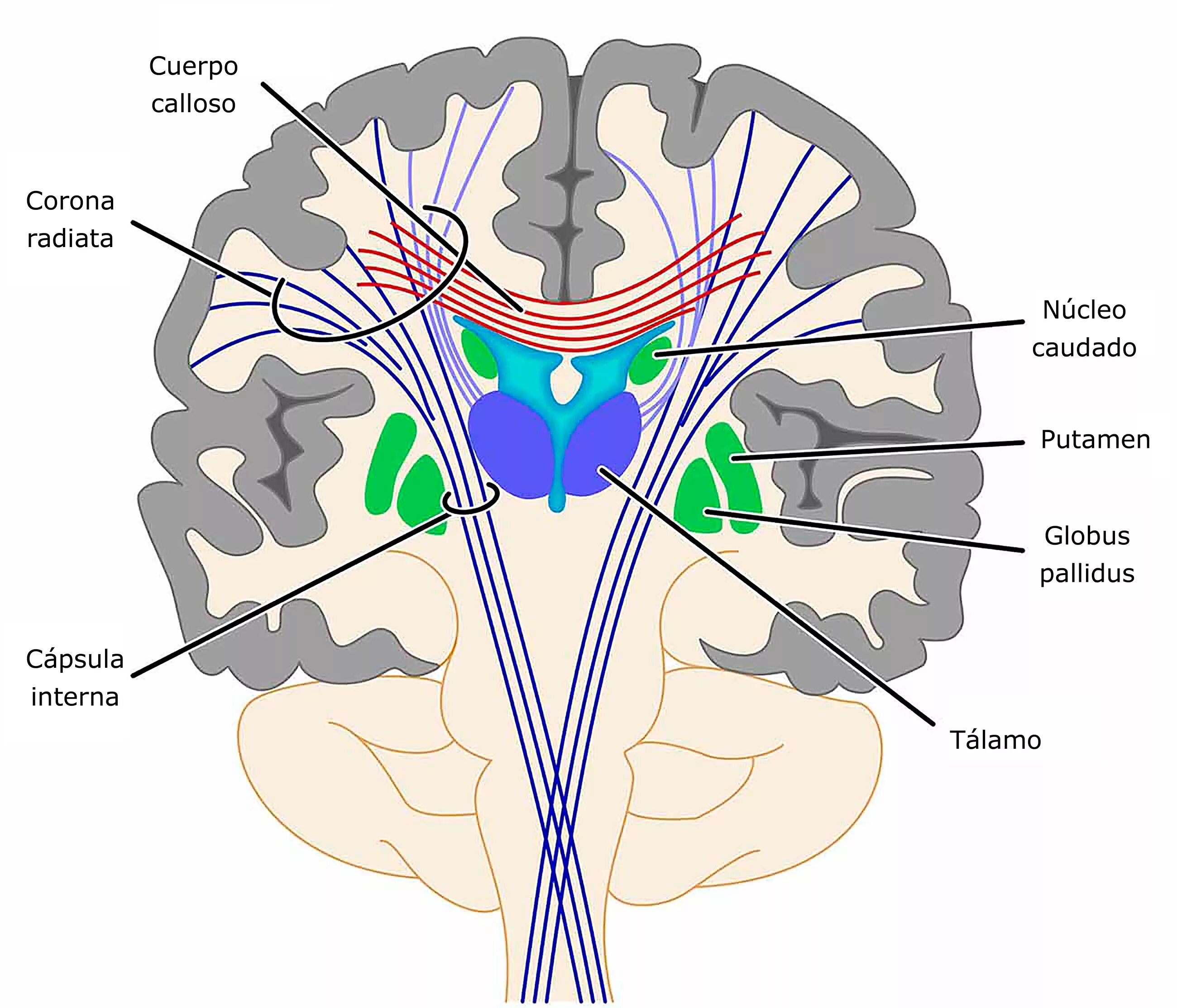 Срез психология. Corona Radiata головного мозга. Putamen анатомия. Capsula interna Cerebri анатомия. Базальные ганглии мозга.