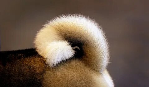 But tail