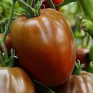 Томат черное сердце отзывы