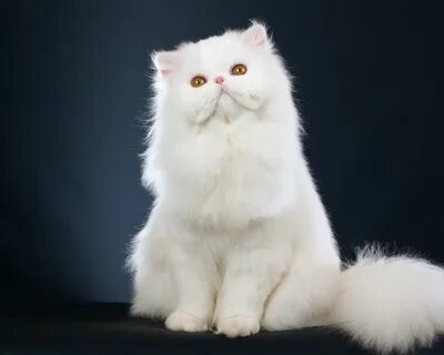 Белый персидский кот