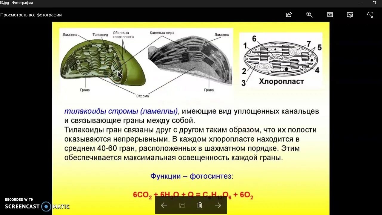 3 признака хлоропластов. Строение хлоропласта ЕГЭ. Хлоропласты функции. Хлоропласты строение и функции.