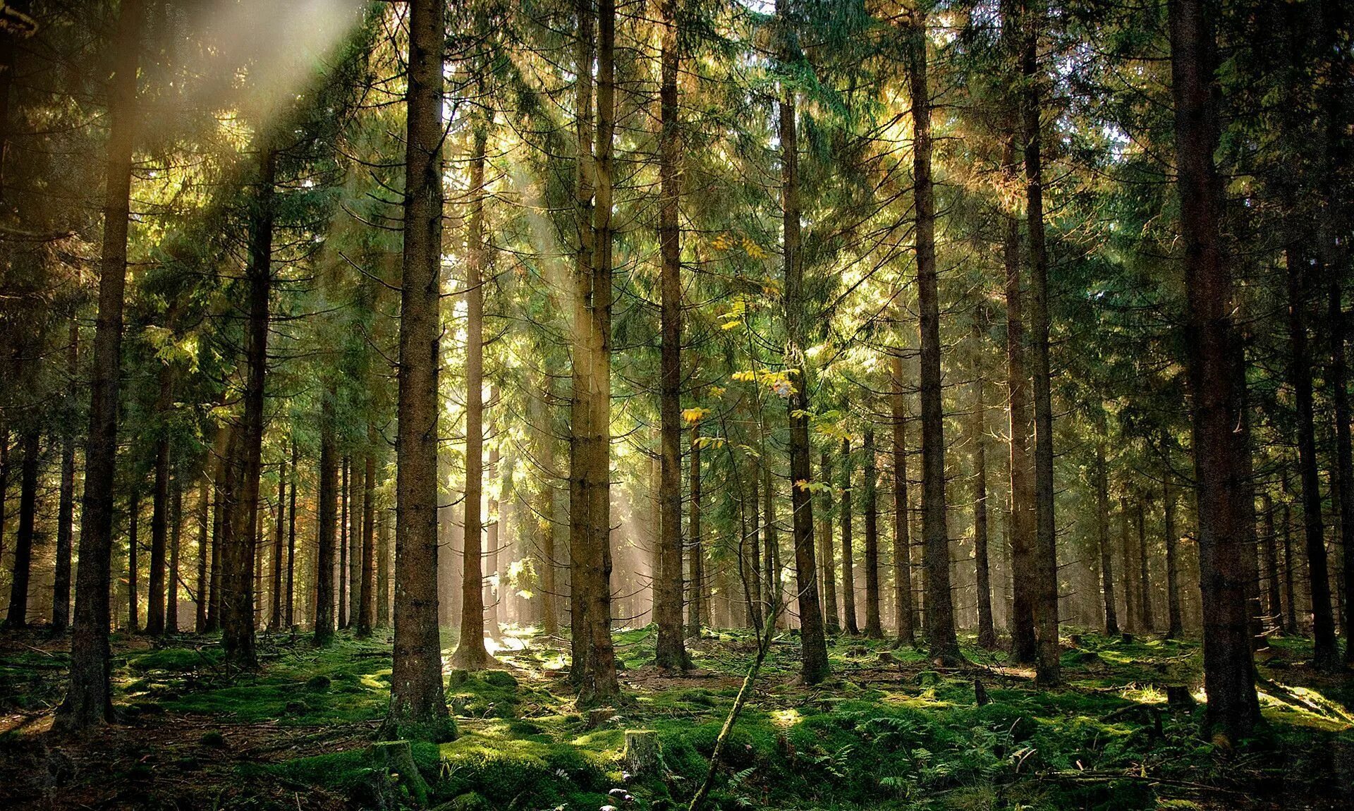 Кухня в стиле мид сенчури. Красивая природа лес. Лес сумерки. Эстетика природы лес. Еловый лес.