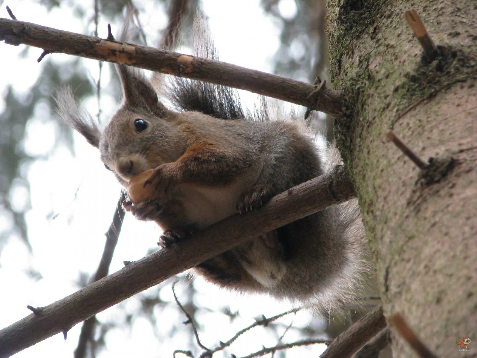 Белочка линяет. Белка в беседке. Белки форум. Белка с роллами. Белка в турции.