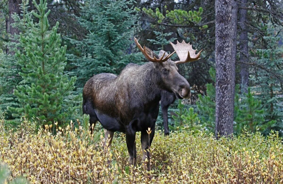 Леса. Лось псковская область. Лосьь нижегородской области. Таежные леса животные. Западно сибирский лось.