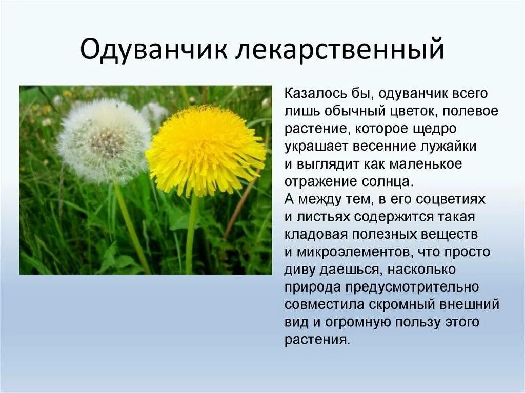 Одуванчик полевой лекарственный. Распространенность растения одуванчик. Одуванчик лекарственный описание. Одуванчик описание.