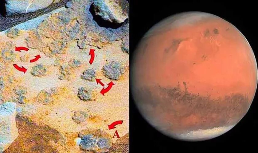Марс Планета жизнь. Марс Планета жизнь на Марсе. Грибы на Марсе. Живые организмы на Марсе. Есть ли жизнь на планете марс