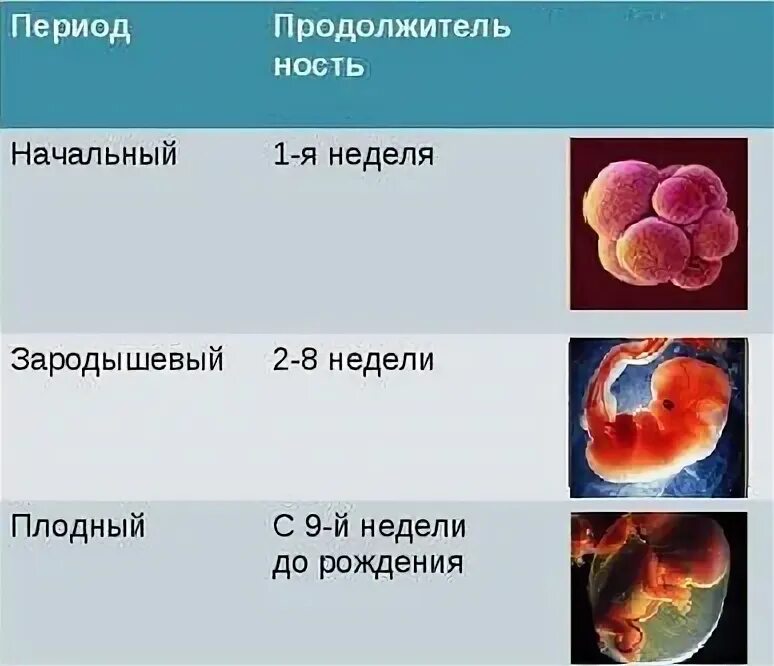Эмбрион период. Начальный зародышевый и плодный период. зародышевый период внутриутробного развития это. периоды развития эмбриона этапы. начальный период развития эмбриона.