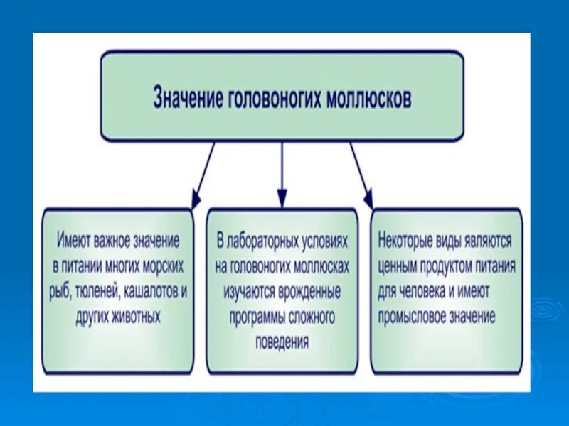 Значение головоногих моллюсков. Значение головоногих в природе. Головоногие значение в природе и жизни человека. Роль в природе головоногих моллюсков. Роль головоногих