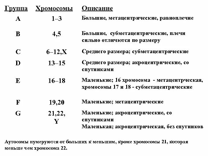 К какому типу относится у хромосома