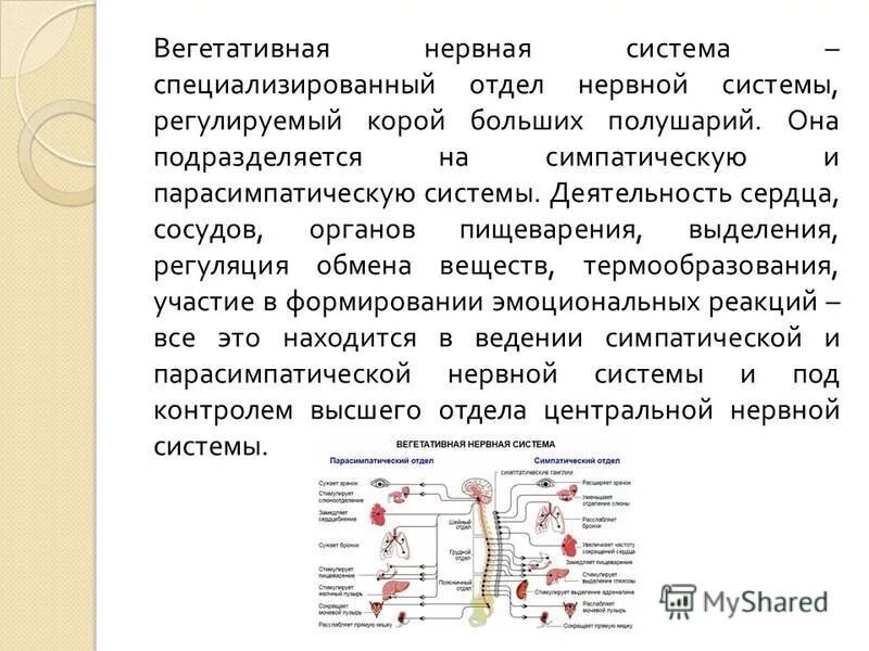 Какие функции регулирует симпатический отдел нервной системы. Функции организма ВНС. Вегетативной и нейрогуморальной регуляции. Нейрогуморальная функция вегетативной нервной системы. Физиологическая система.