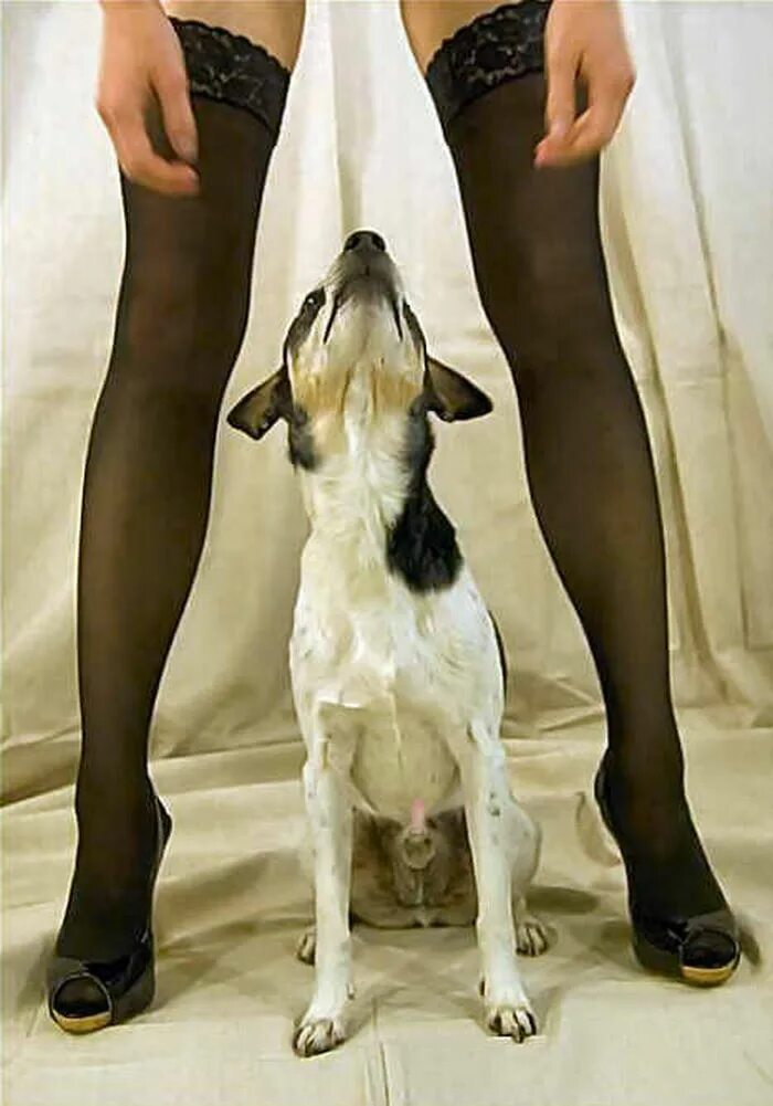 Doggy cock. Девушка с собакой. Собака у ног женщины. Женские ноги и собака. Девушка под собакой.