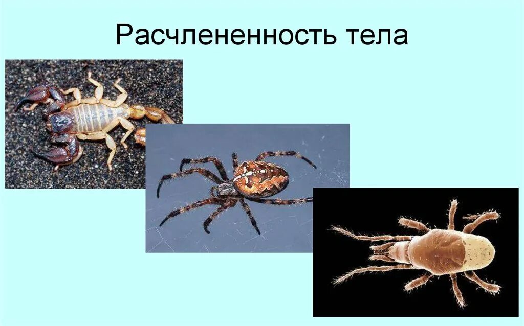 Клещи относятся к классу паукообразных. Паукообразные урок биологии 7 класс. паукообразные головогрудь и брюшко. расчленение тела паукообразных. сегментация тела паукообразных.