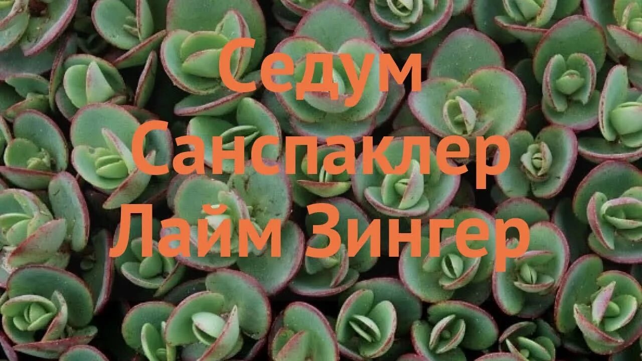 Лайм зингер. Седум (очиток) санспаклер лайм зингер. очиток гибридный lime zinger. очиток лайм твистер. очиток lime twister.