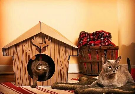 Картинка кот дом