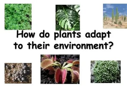Adapting to the environment