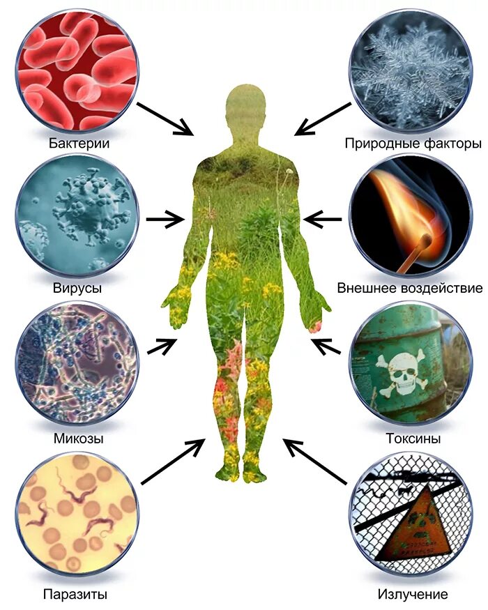 Их в организме человека. Бактерии в организме человека. Бактерии в человеке. Бактерии на теле человека. Тяжелые металлы в организме.